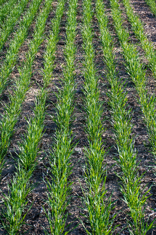 Green Wheat Field 50113