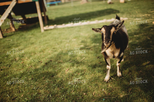 Backyard Goats 5581
