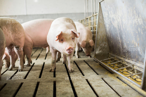 Pigs in Barn with Feeder 3885