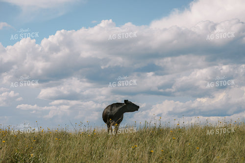 Cow and Calf Herd in Pasture 53035