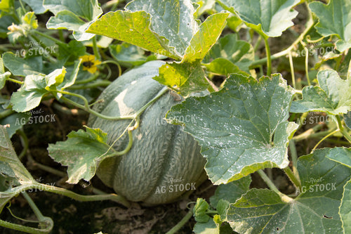 Pumpkins 52306