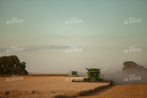 Wheat 2156