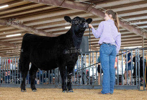 Showing Cattle 143037