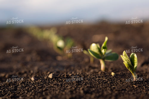 Soybeans - Early Growth 1399