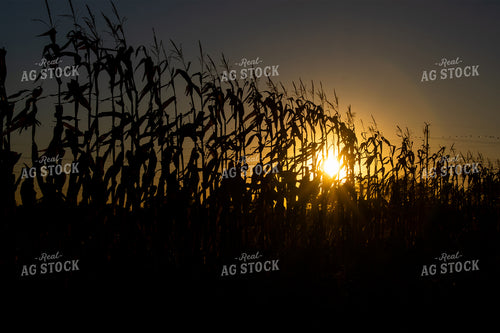 Cornstalk Silhouette 50013