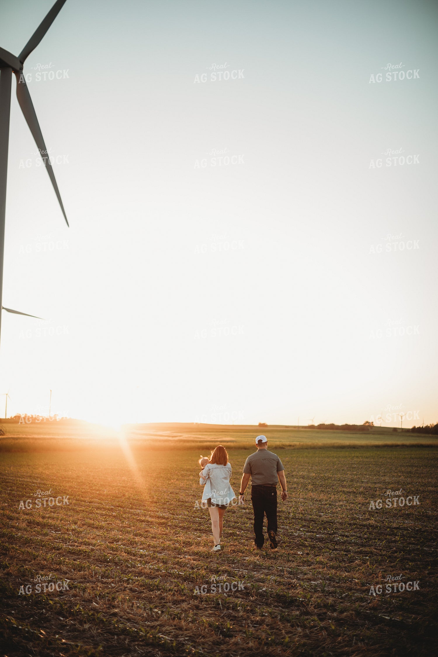 Farm Family Walking in Corn Field with Triticale Cover Crop at Sunset 5925