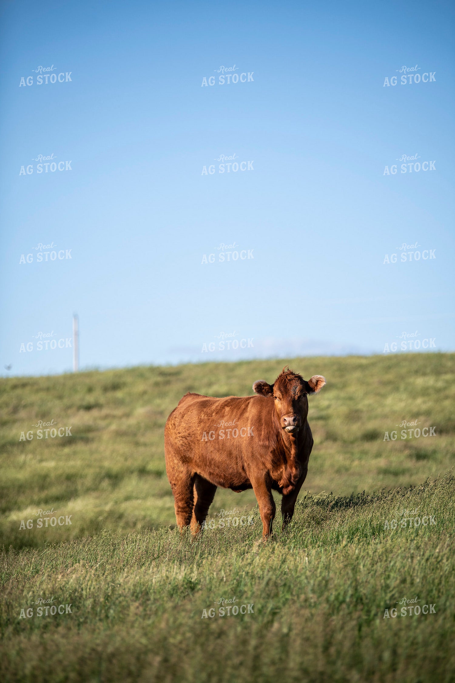 Red Angus Cow 197037