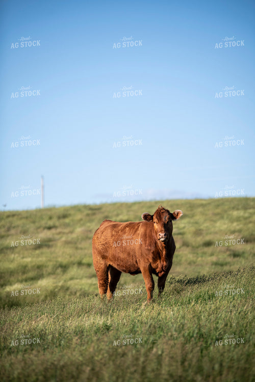 Red Angus Cow 197037