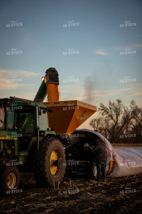 Bagging Harvested Corn 268254