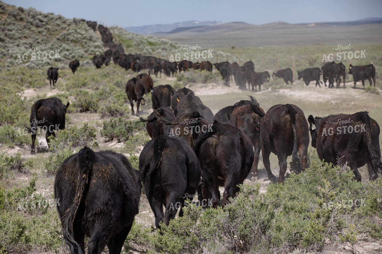 Cattle Drive 304078