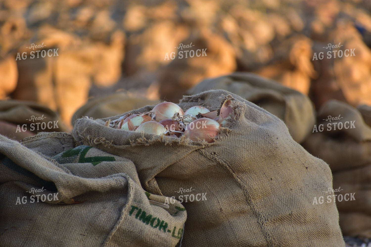 Onion Harvest 144010