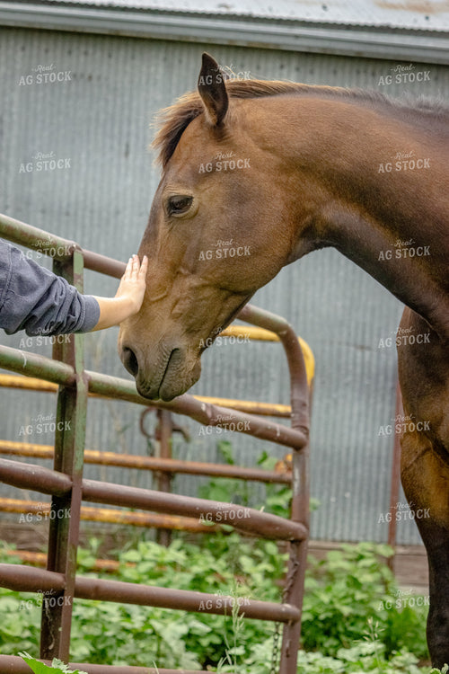 Farm Kid Petting Horse 155230