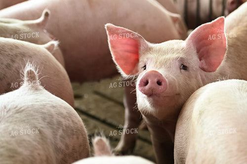 Pigs 90117