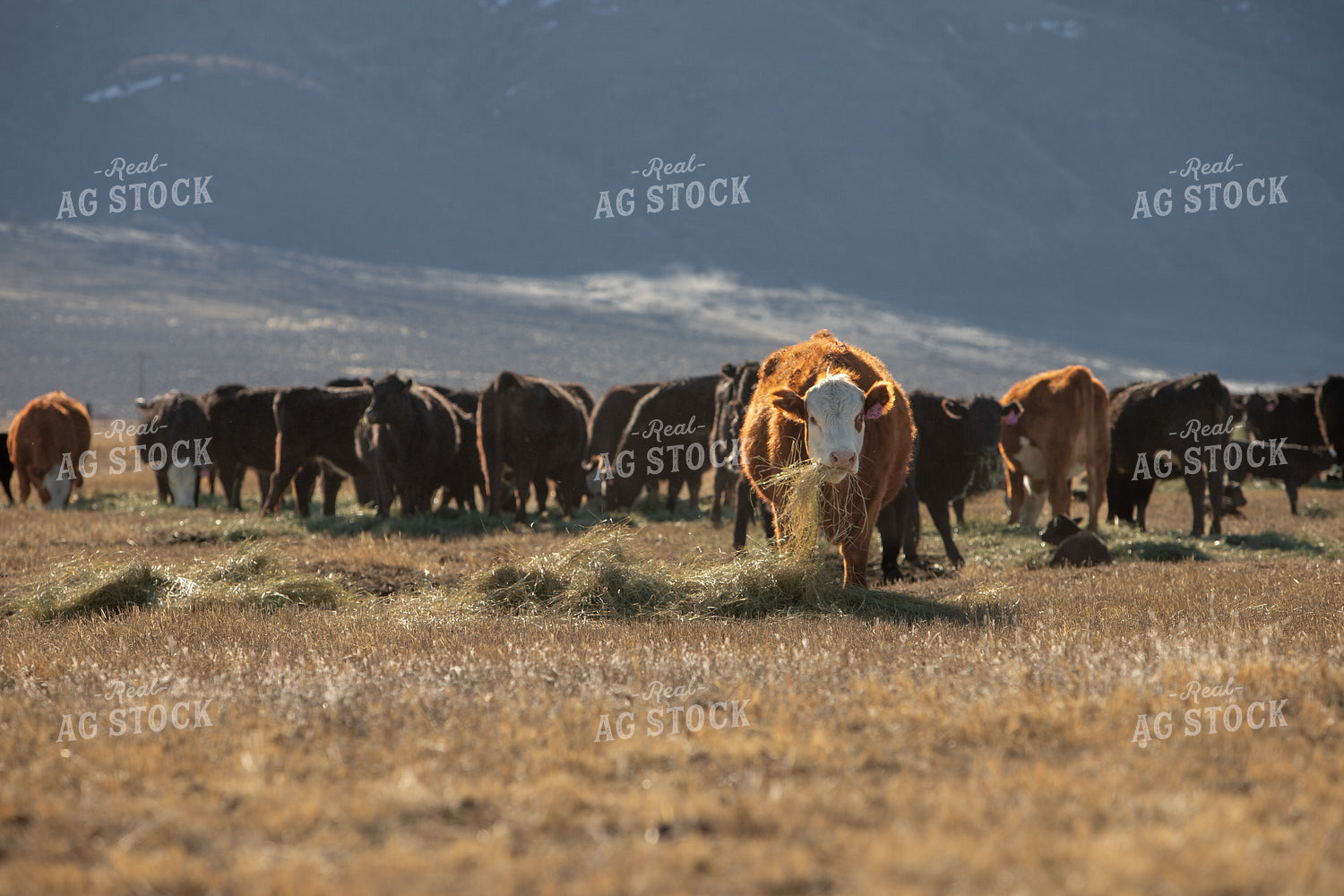 Hereford Cow Eating Hay 78184