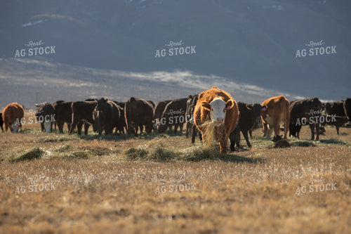Hereford Cow Eating Hay 78184