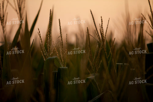 Corn - Mid-Season 1292