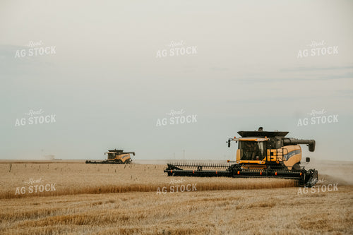 Harvesting Wheat 64103