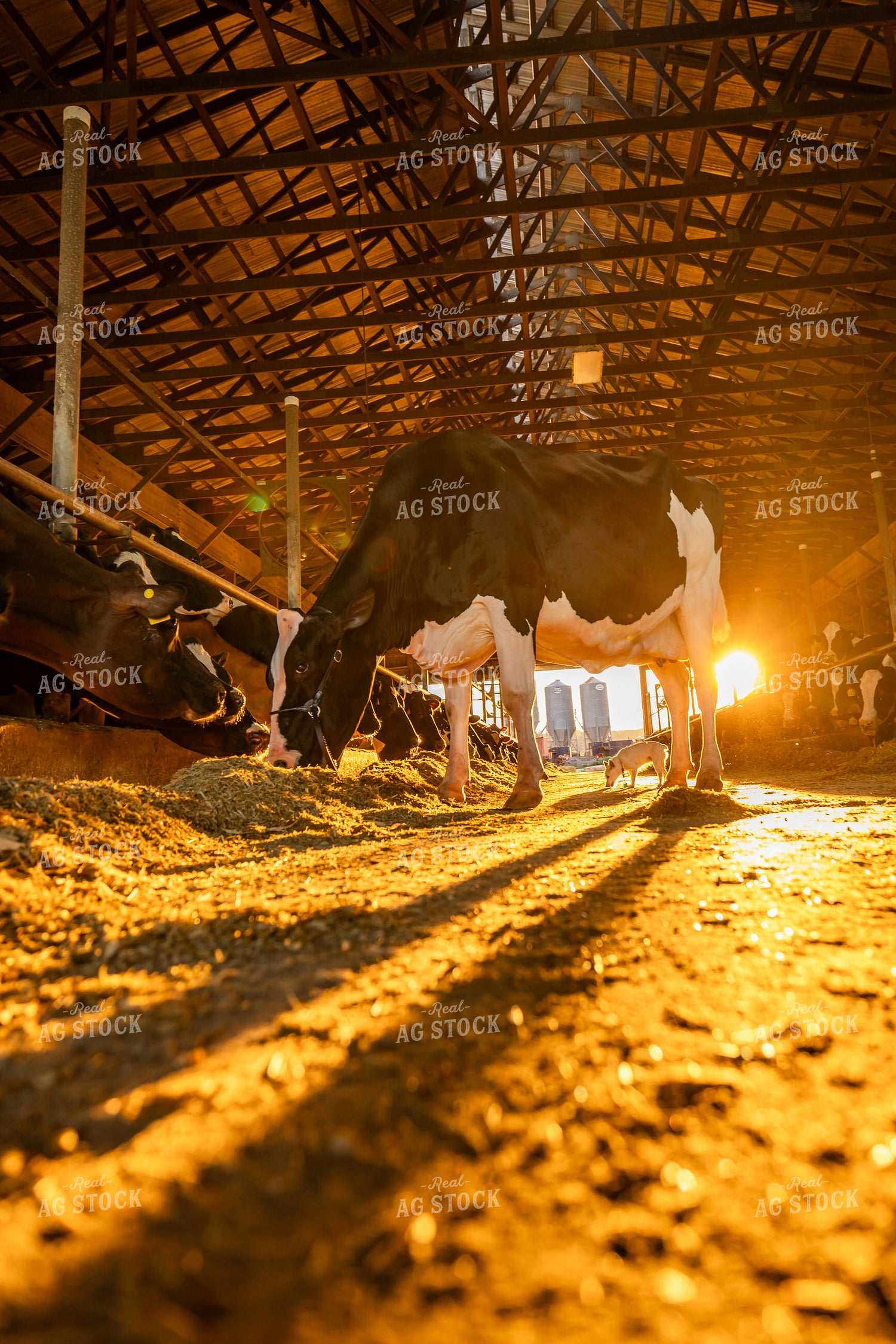 Holstein Cow in Freestall Barn 270302