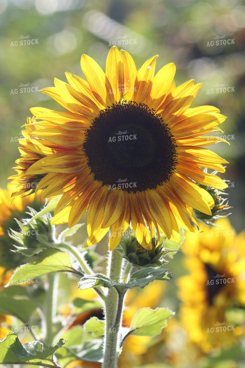 Sunflower 73045
