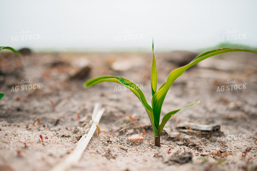 Young Corn Plant 56663
