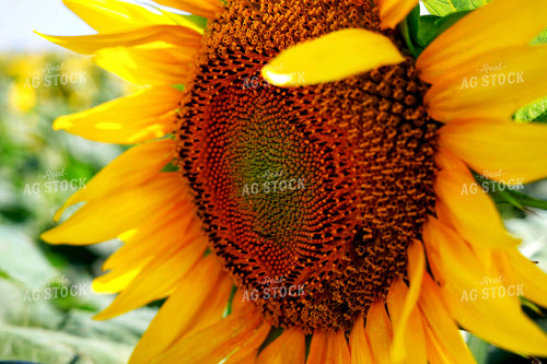 Sunflowers 141700