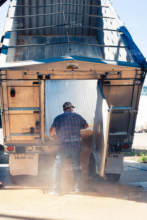 Farmer Sweeping Harvested Wheat into Drier Pit out of a Dump Trailer 132016