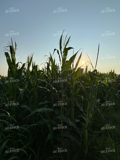 Midseason Corn 228014