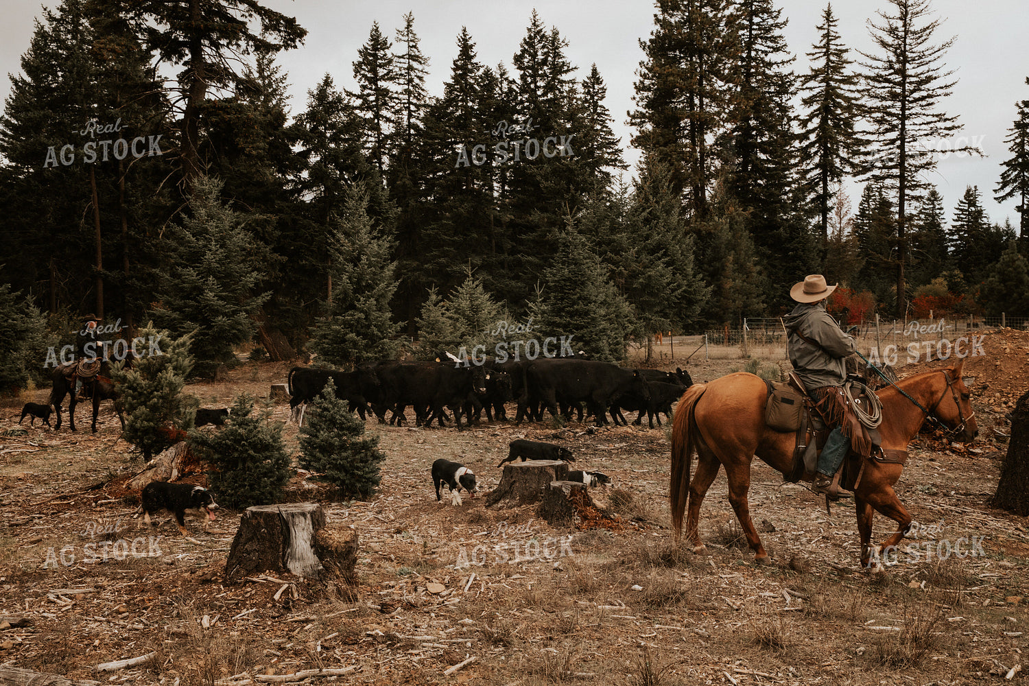 Ranchers on Horseback with Cattle 66067