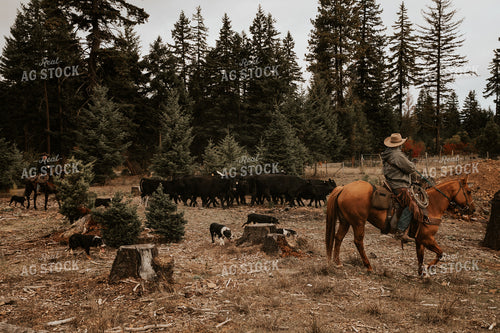 Ranchers on Horseback with Cattle 66067
