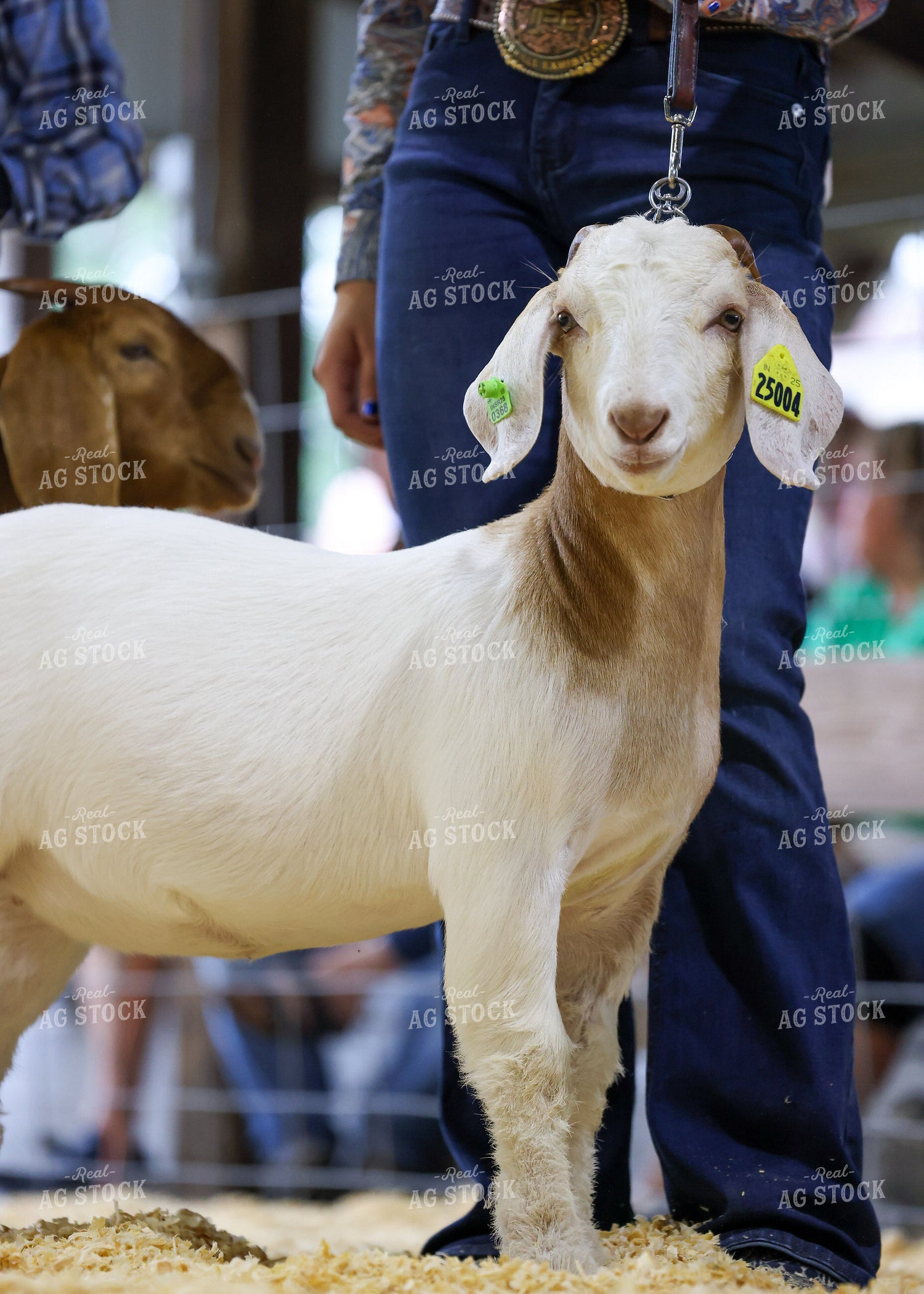 Showing Goats 160110
