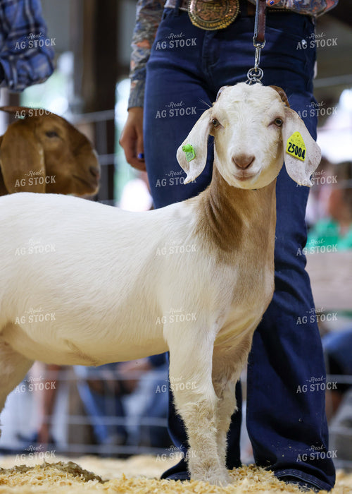 Showing Goats 160110