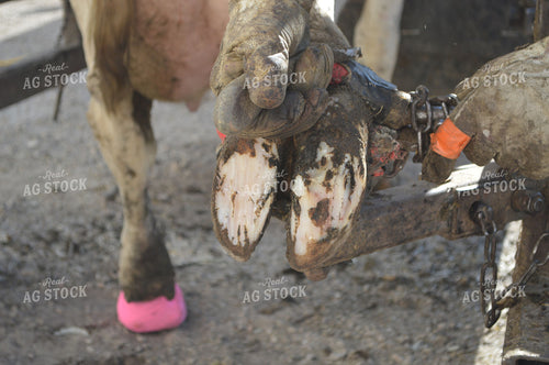 Trimming Cattle Hooves 206001