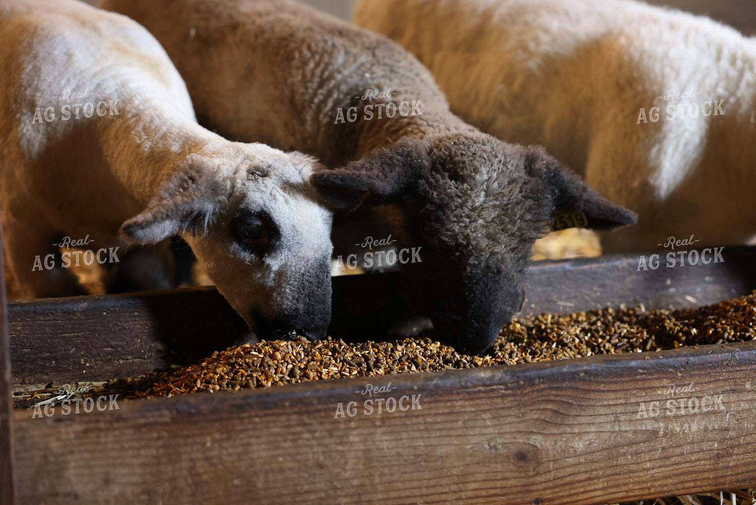 Lambs Eating 90160