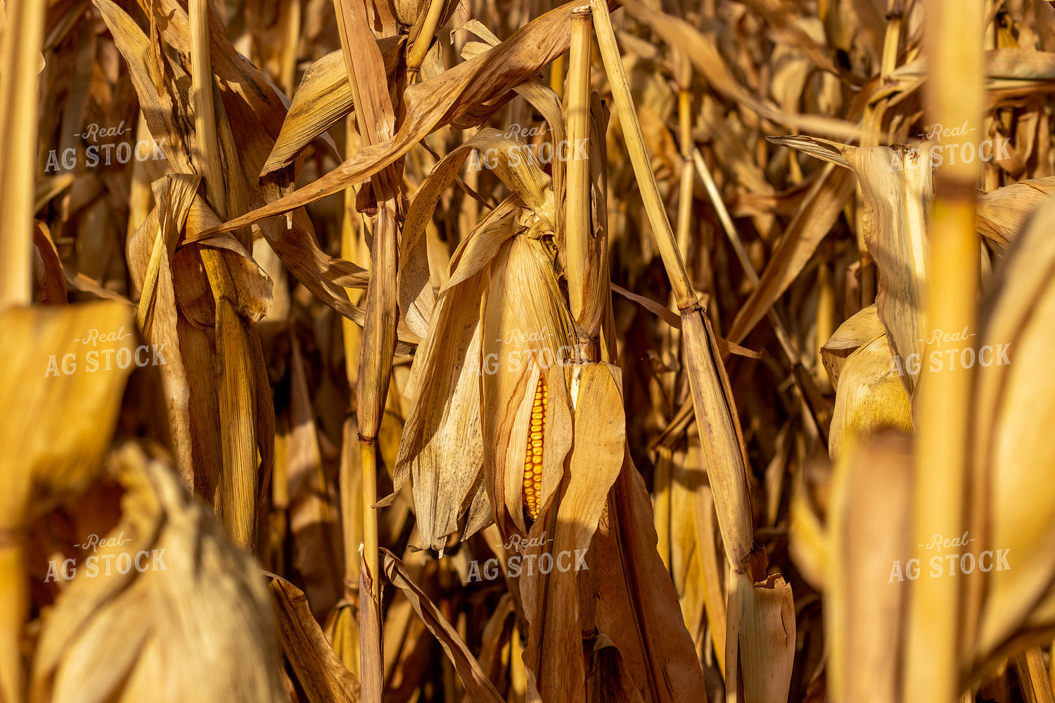 Dried Corn Field 67158
