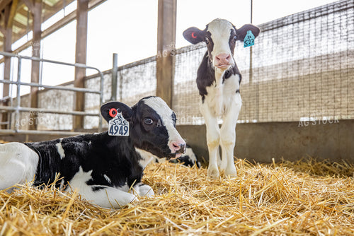 Holstein Calves 270362