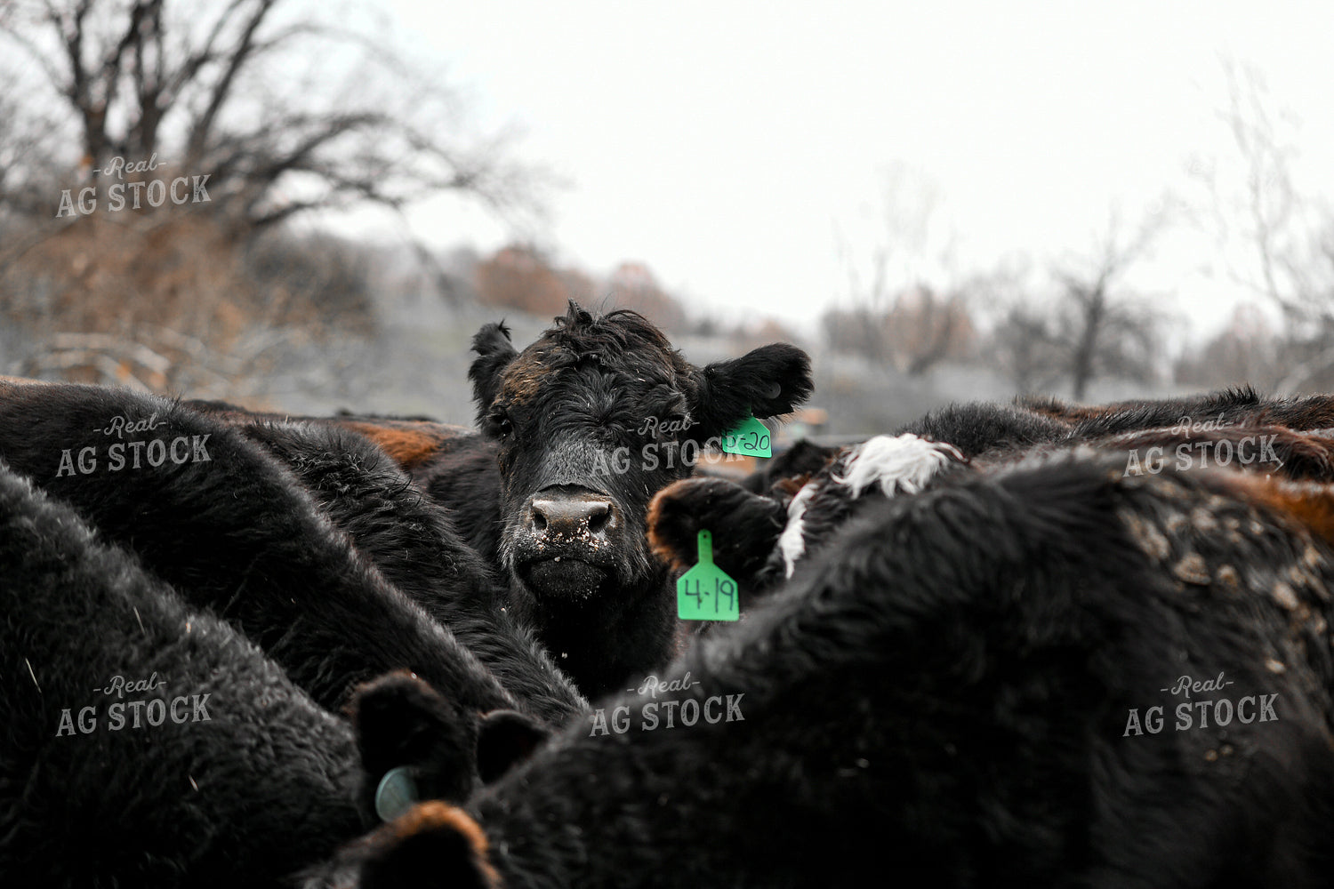 Cattle in Pasture 191292