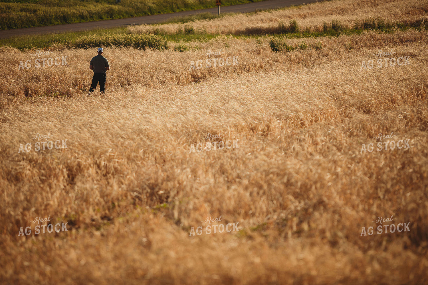 Farmer Standing in Soybean Field with Rye Cover Crop 5803