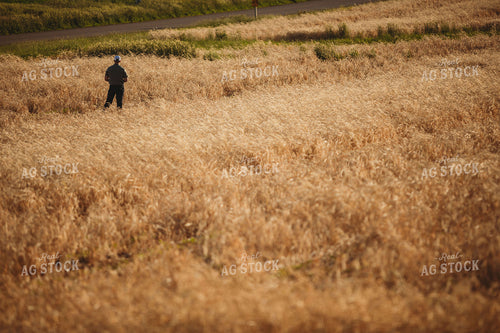 Farmer Standing in Soybean Field with Rye Cover Crop 5803