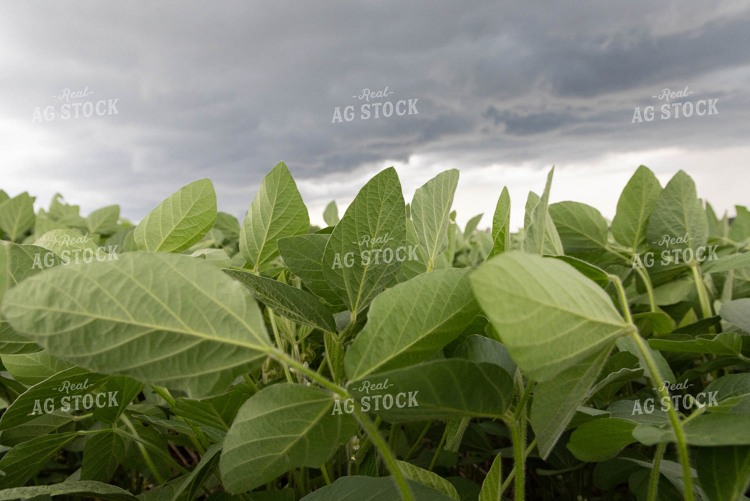 Soybean Leaves during Storm 79704