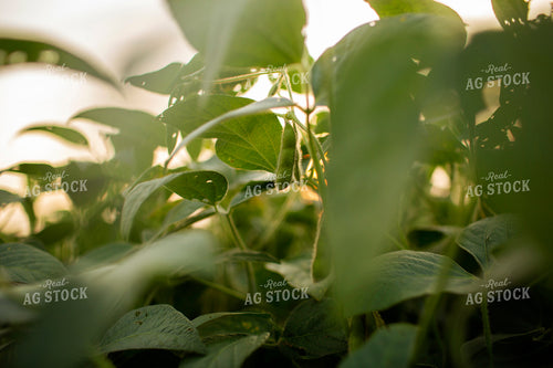 Soybeans - Mid-Season 2358