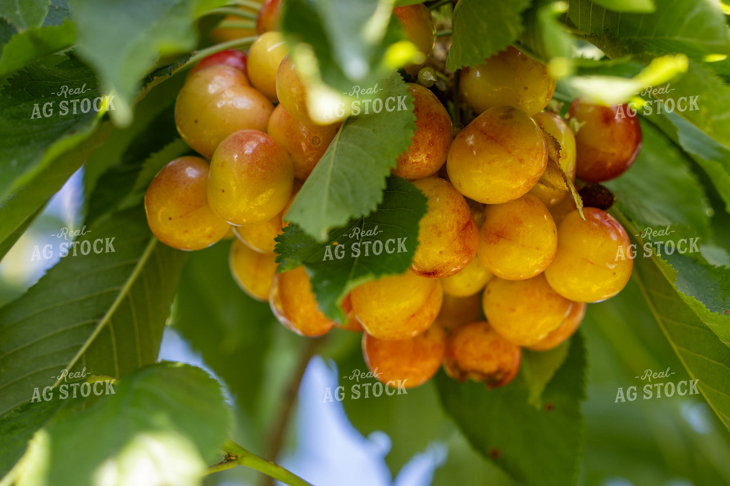 Cherries 65767