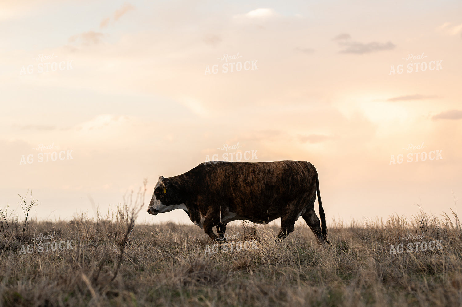 Cattle on Pasture 301027
