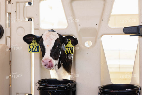 Holstein Calf 152353