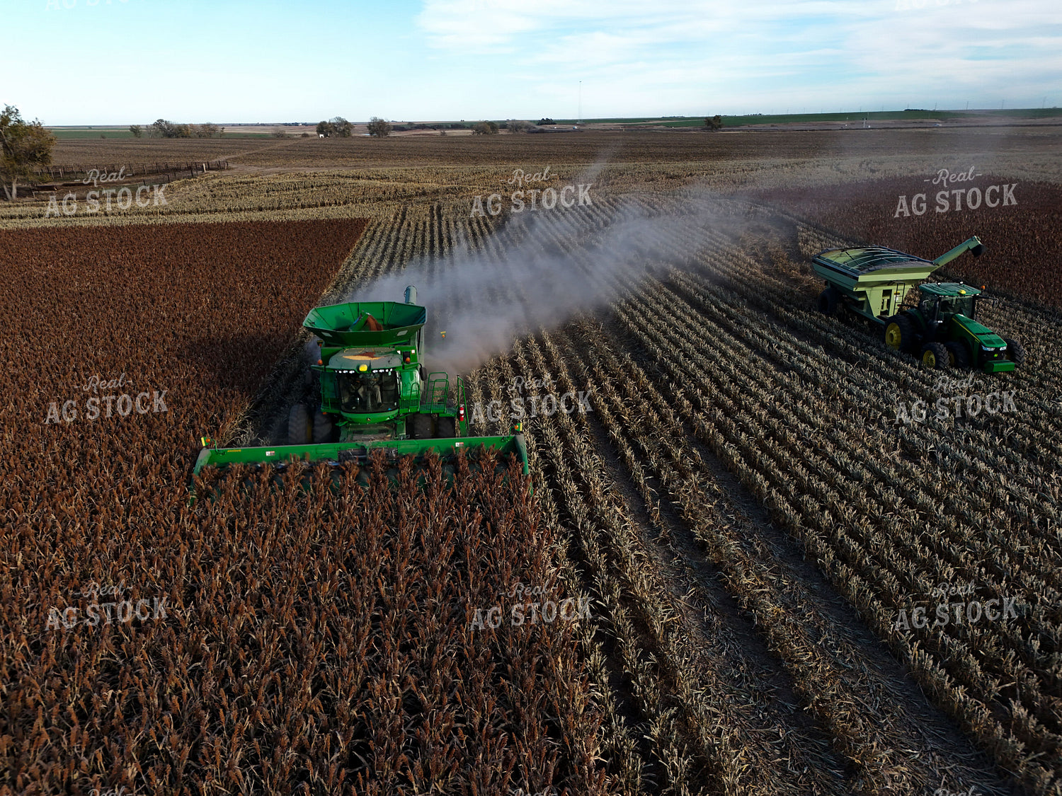 Milo Harvest 239415