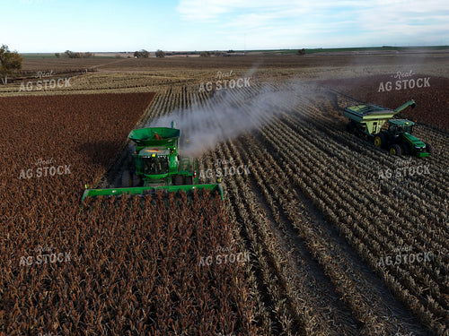 Milo Harvest 239415