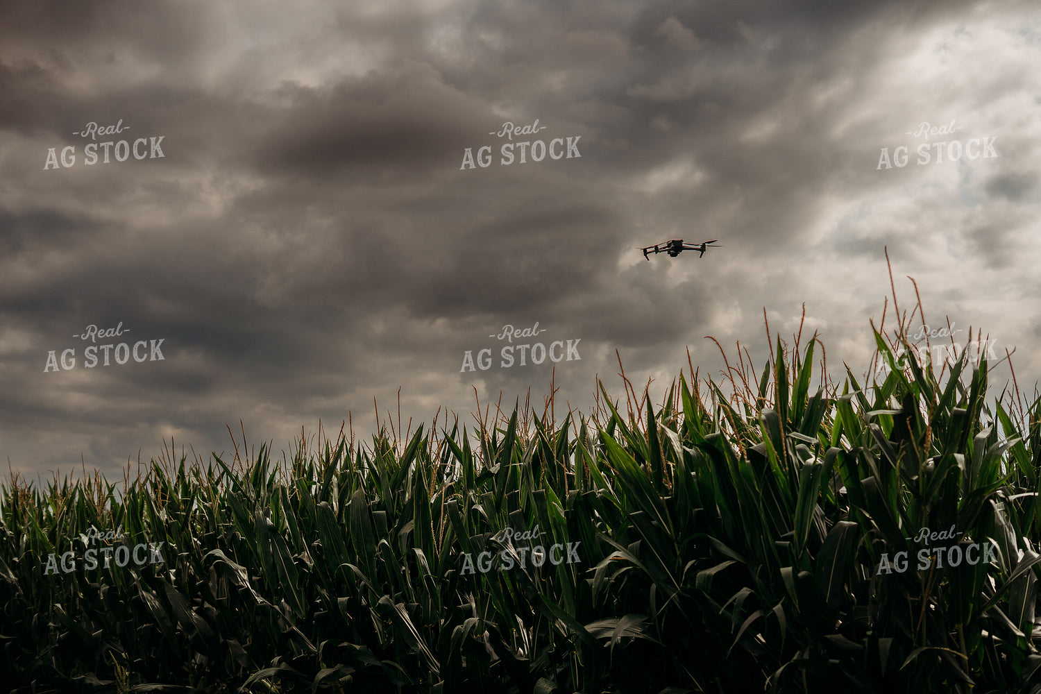 Scouting Fields With Drone 196348