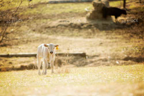 Calf - Charolais and Angus Cross 2257