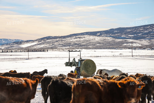 Rancher Feeding out Cattle 163043