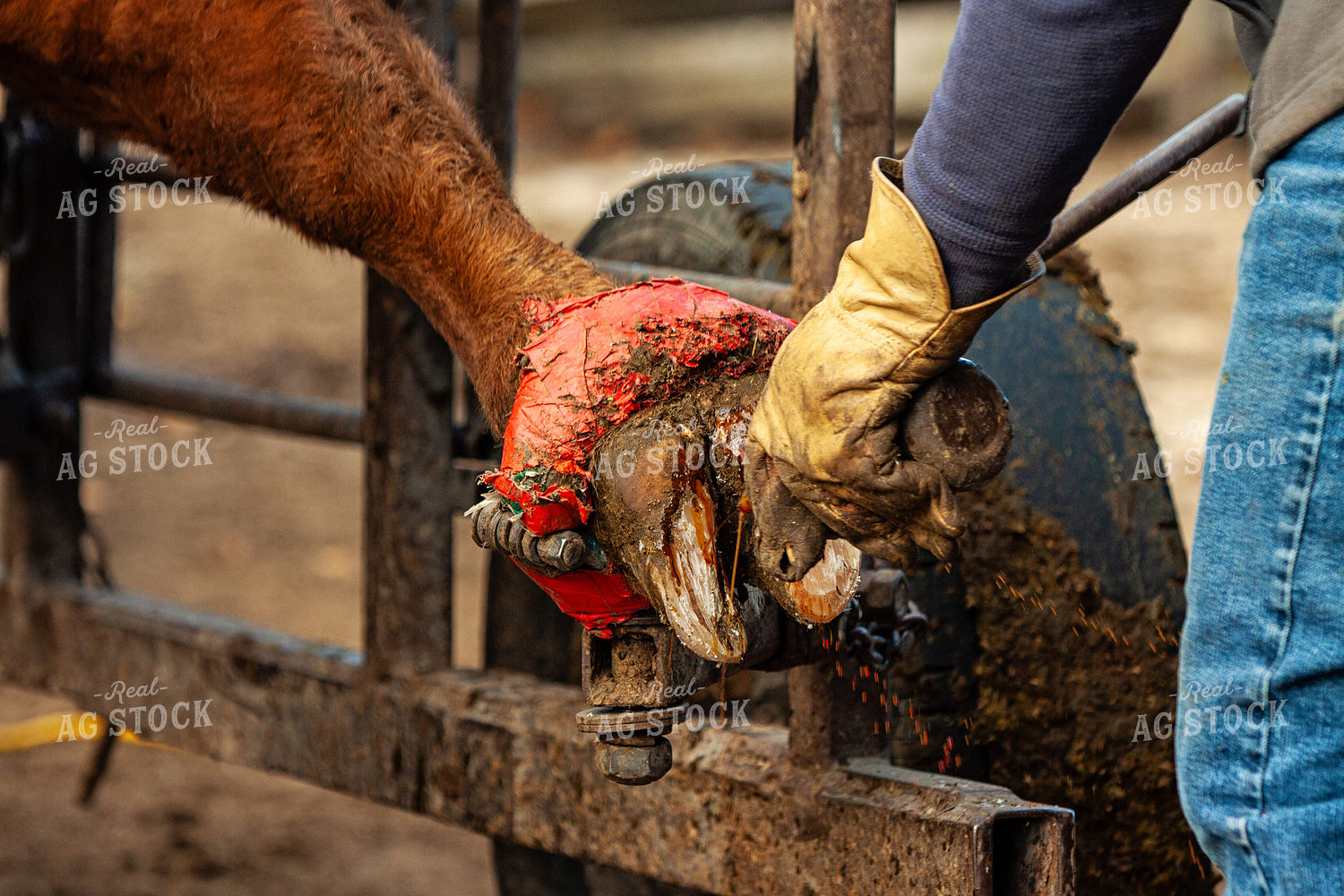 Trimming Hereford Cow Hoof 150035