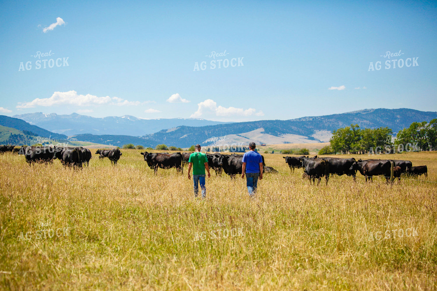 Cattle and Farmers in Pasture 81114
